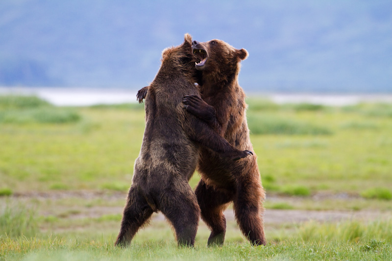 Grizzly Bears Fighting